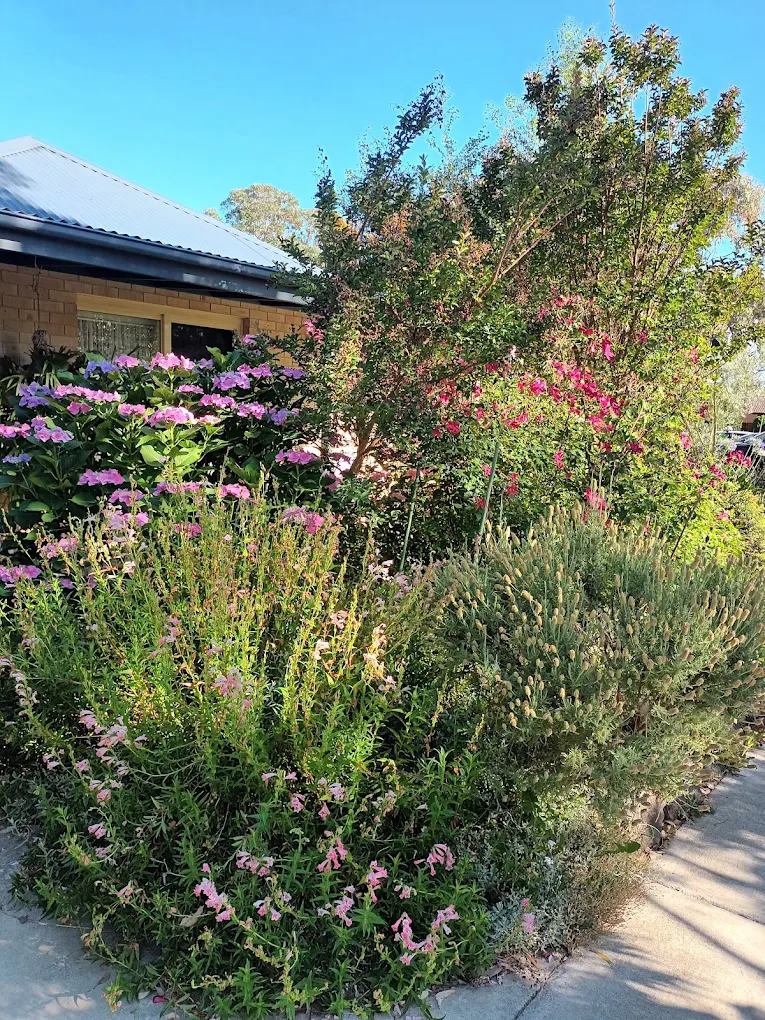 Harry's clinic garden